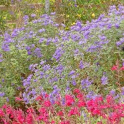 Dark Knight Caryopteris 7 Dark Knight Caryopteris -High country gradens caryopteris dark knight bush