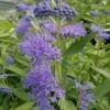 Dark Knight Caryopteris -High country gradens caryopteris dark knight 2
