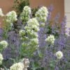 White Valerian (Centranthus) -High country gradens centranthus ruber albus and nepeta