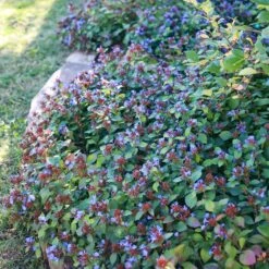 Quick Cover Collection 8 Quick Cover Collection -High country gradens ceratostigma plumbaginoides sq 1