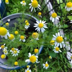 Alternative Lawn Wildflower Seed Mix -High country gradens chamomile potted