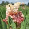 Champagne And Strawberries Bearded Iris -High country gradens champagne and strawberries bearded iris flowers