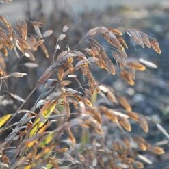 Little Tickler Northern Sea Oats -High country gradens chasmanthium latifolium little tickler 2