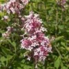 PINK ON REPEAT™ Littleleaf Lilac -High country gradens cheyenne littleleaf lilac 1
