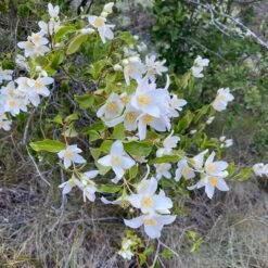 Cheyenne® Mock Orange -High country gradens cheyenne mock orange 3