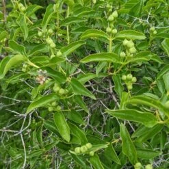 Cheyenne® Mock Orange -High country gradens cheyenne mock orange 4