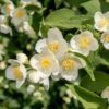 Cheyenne® Mock Orange -High country gradens cheyenne mock orange philadelphus lewisii flower blooms 2