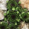 Chick Charms® Appletini™ Hens And Chicks -High country gradens chick charms appletini hens and chicks 1