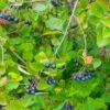 Viking Black Chokeberry (Aronia) -High country gradens chokeberry aronia melanocarpa viking cropped 2