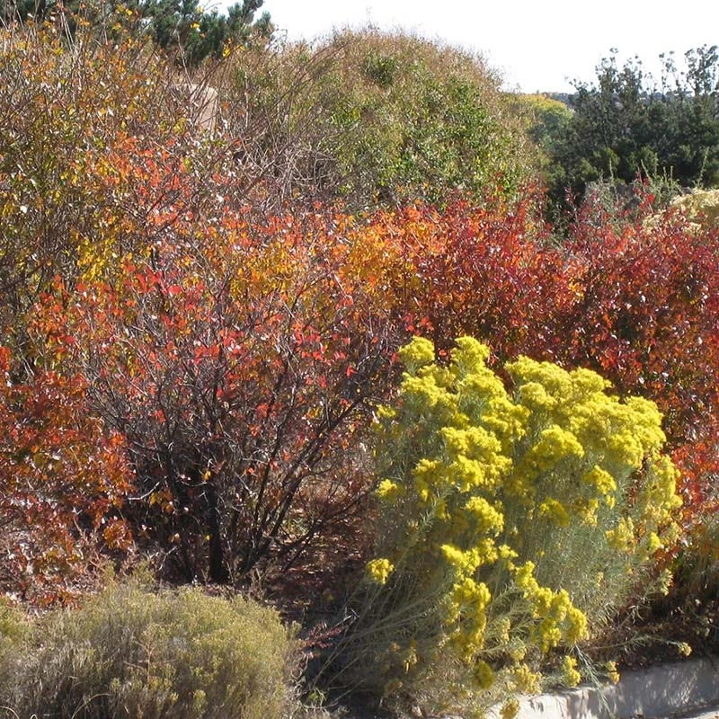 Habitat Shrub Collection For The West 4 Habitat Shrub Collection For The West - Image 2