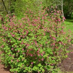 Claremont Flowering Currant (Ribes) -High country gradens claremont flowering currant 2 1