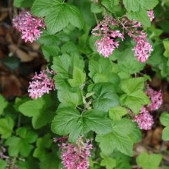 Claremont Flowering Currant (Ribes) -High country gradens claremont flowering currant 3 1