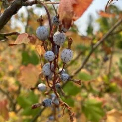 Claremont Flowering Currant (Ribes) -High country gradens claremont flowering currant 4 1