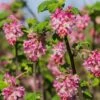Claremont Flowering Currant (Ribes) -High country gradens claremont flowering currant ribes pink flowers 2