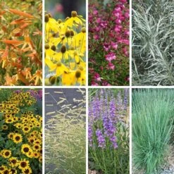Colorado Perennial Collection -High country gradens colorado collection collage8 26 25