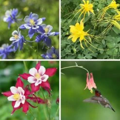 Columbine Collection -High country gradens columbine collection collage8 26 25