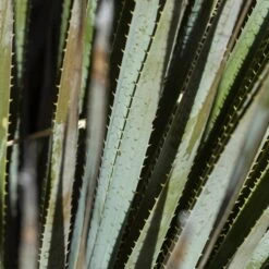 Common Sotol (Dasylirion) -High country gradens common sotol 3