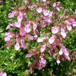 Compact Creeping Germander (Teucrium) 7 Compact Creeping Germander (Teucrium) -High country gradens compact creeping germander