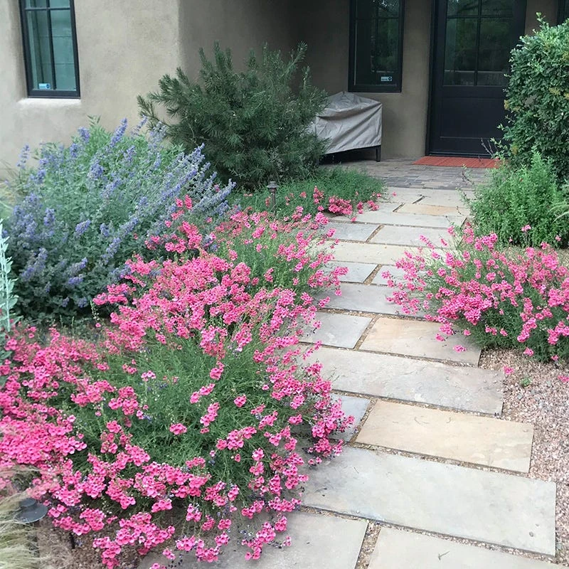 Coral Canyon® Twinspur (Diascia) 6 Coral Canyon® Twinspur (Diascia) - Image 4