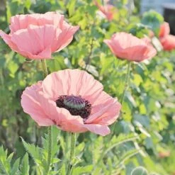Oriental Poppy Collection (Papaver) -High country gradens coral reef poppy sq 1 1