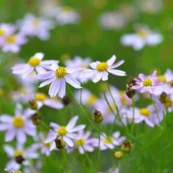 American Dream Coreopsis -High country gradens coreopsis american dream 3