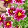 Li'l Bang™ Starstruck Coreopsis -High country gradens coreopsis lil bang starstruck 1