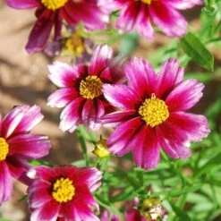 Butterfly Paradise Pre-Planned Cottage Garden -High country gradens coreopsis lil bang starstruck 1 1
