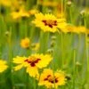 Sterntaler Coreopsis -High country gradens coreopsis sterntaler tickseed 37945