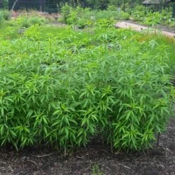 Gold Standard Coreopsis -High country gradens coreopsis gold standard foliage cropped northcreek