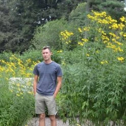 Gold Standard Coreopsis -High country gradens coreopsis gold standard size scale northcreek cropped
