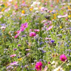 Dry Area Wildflower Seed Mix -High country gradens cosmos bachelor buttons meadow