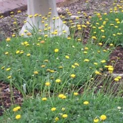 Creeping Gold Buttons (Cotula) -High country gradens cotula tiffindell gold 38910 3 web