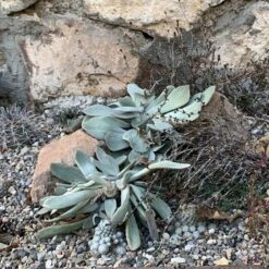 Red Edged Pig's Ear (Cotyledon) 9 Red Edged Pig's Ear (Cotyledon) -High country gradens cotyledon orbiculatus 1