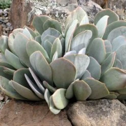 Red Edged Pig's Ear (Cotyledon)