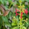 Red Flowered Lamb's Ear -High country gradens credit andrew c judd stachys coccinea hummer 2