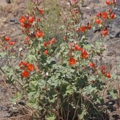 Some Like It Hot Collection -High country gradens credit andrey zharkikh monroe globe mallow