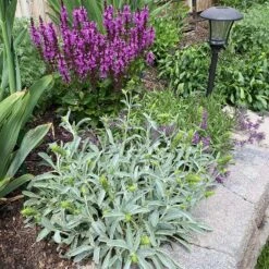 Sarada's™ Greek Mountain Tea -High country gradens credit ann kendall plant select sideritis syriaca 3