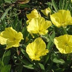 Missouri Evening Primrose 9 Missouri Evening Primrose -High country gradens credit applewood seed oenothera macrocarpa