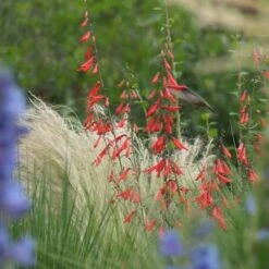 Bridges' Penstemon -High country gradens credit david winger plant select bridges beardtongue 3
