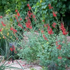 Vermilion Bluffs® Mexican Salvia -High country gradens credit david winger plant select vermilion bluffs mexican sage 3