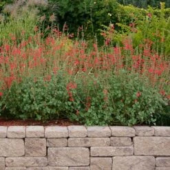 Vermilion Bluffs® Mexican Salvia -High country gradens credit david winger plant select vermilion bluffs mexican sage 4