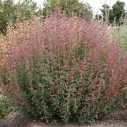 FireSmart Collection - Zone 2 -High country gradens credit plant select agastache pstessene coronado red