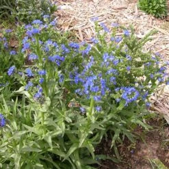 Cape Forget-Me-Not (Anchusa) -High country gradens credit plant select cape forget me not 3