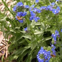 Cape Forget-Me-Not (Anchusa) -High country gradens credit plant select cape forget me not 4