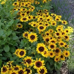 Colorado Perennial Collection -High country gradens credit plant select denver daisy cropped