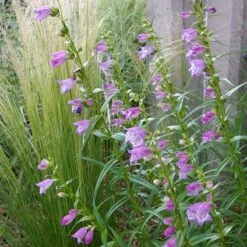 Shadow Mountain® Penstemon -High country gradens credit plant select shadow mountain beardtongue 3
