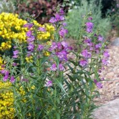 Shadow Mountain® Penstemon -High country gradens credit plant select shadow mountain penstemon garden