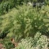 UNDAUNTED® Alpine Plume Grass -High country gradens credit plant select undaunted alpine plume grass 1