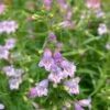 Shadow Mountain® Penstemon -High country gradens credit ray daugherty plant select shadow mountain beardtongue 1