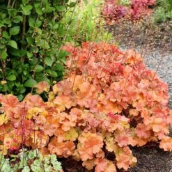 Northern Exposure™ Amber Coral Bells -High country gradens credit terra nova nurseries heuchera northern exposure amber 3